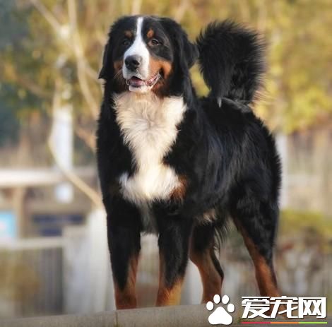 狗狗智商排行榜,你家狗狗排第几?