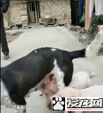 小猪把狗狗当妈妈，抢着喝狗狗的奶，狗狗都无法拒绝！