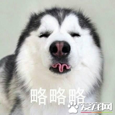 不会吐舌头的宠物不是好宠物