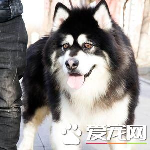 怎么看待宠物死后?