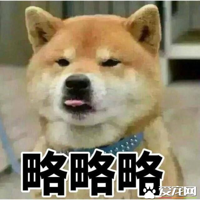 不会吐舌头的宠物不是好宠物