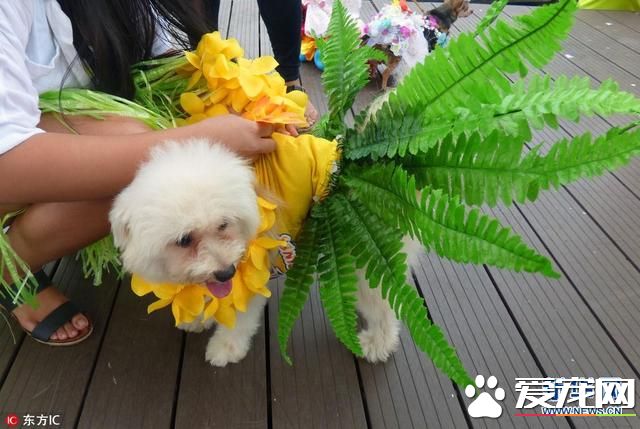 菲律宾宠物节的宠物时装秀