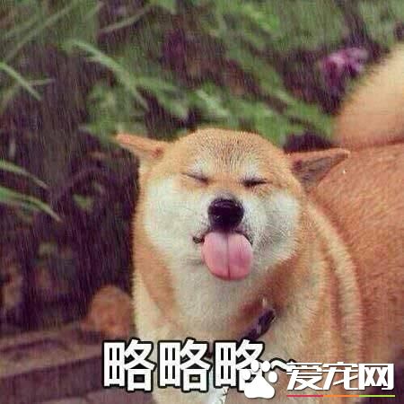 不会吐舌头的宠物不是好宠物