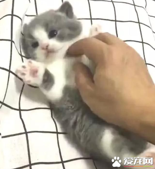 宠物主人调戏小奶猫，结果被猫咪麻麻眼神警告：你在动一下试试？