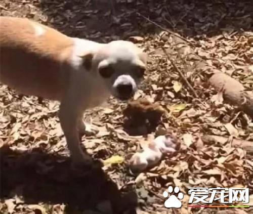 怎么看待宠物死后?