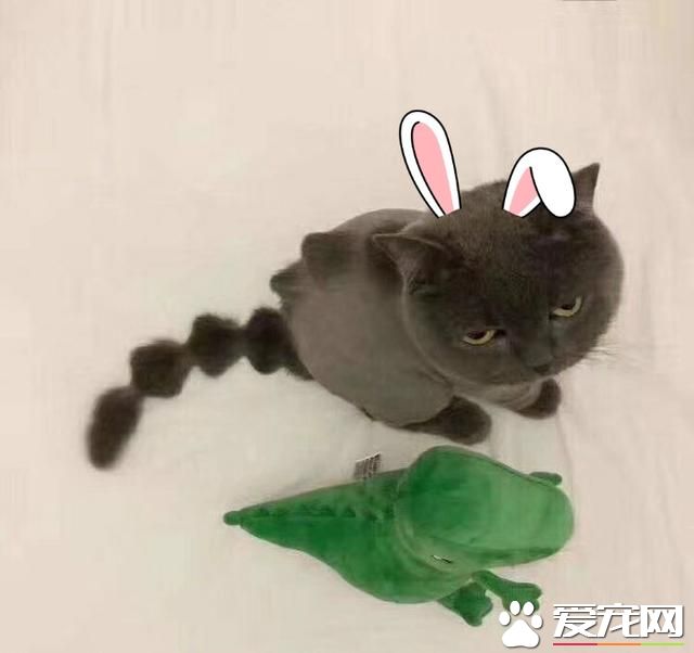 怎么看待宠物死后?