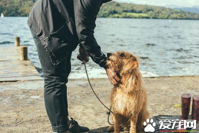 「每日一答」如何防治狗狗捡食?