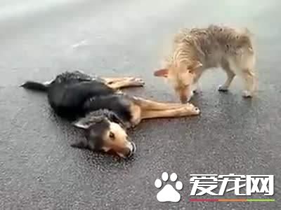 怎么看待宠物死后?