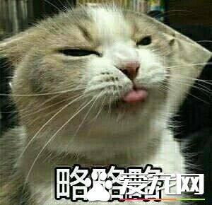 不会吐舌头的宠物不是好宠物