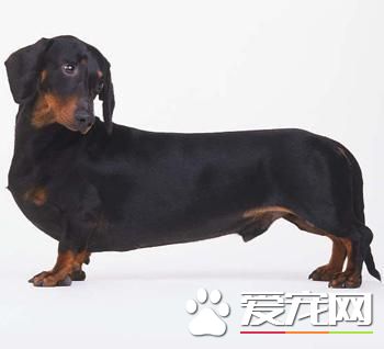宠物腊肠犬