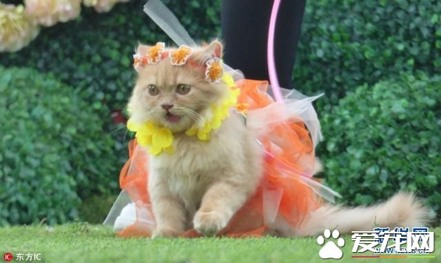 菲律宾宠物节的宠物时装秀