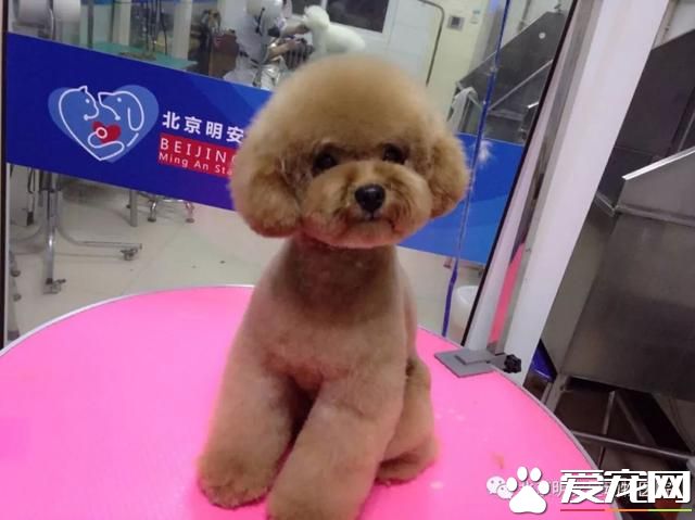 宠物换毛季,我该怎么办?