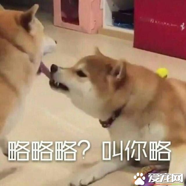 不会吐舌头的宠物不是好宠物