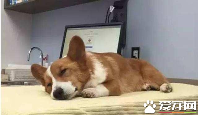 怎么看待宠物死后?