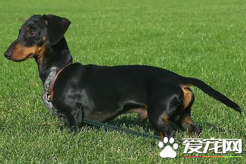 宠物腊肠犬