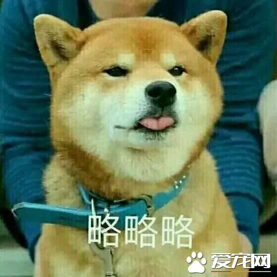不会吐舌头的宠物不是好宠物