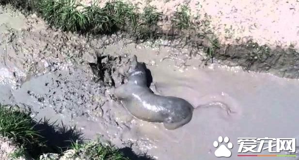 泥塘里救了一只小狗,捞起来洗干净一看不是狗!