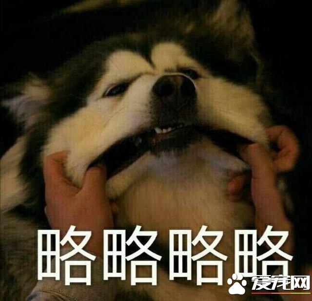 不会吐舌头的宠物不是好宠物