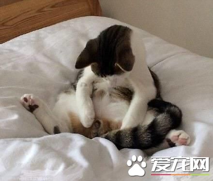 把宠物阉割是爱宠物吗?