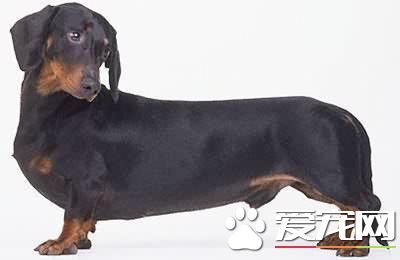 宠物腊肠犬