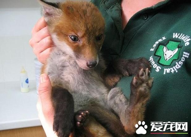 泥塘里救了一只小狗,捞起来洗干净一看不是狗!