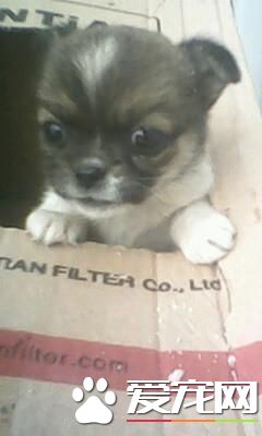 怎么看待宠物死后?