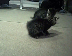 狗吓狗，吓死狗