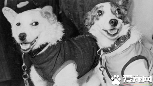 载入狗届史册的六位伟狗