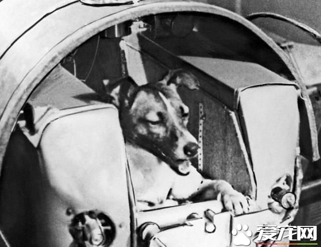 载入狗届史册的六位伟狗