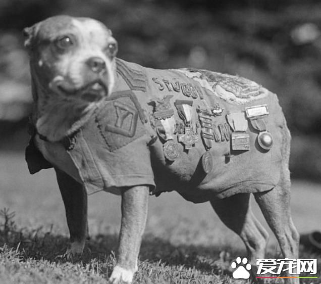 载入狗届史册的六位伟狗