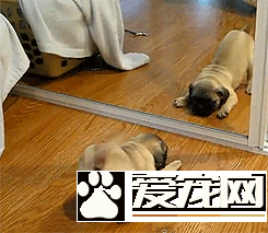 狗吓狗，吓死狗