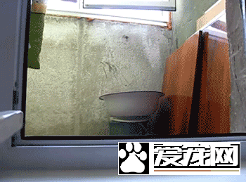 狗吓狗，吓死狗