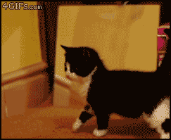 狗吓狗，吓死狗