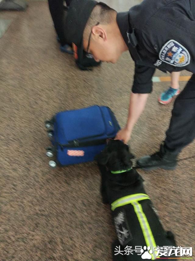 飞盘狗、侦查狗、金牌狗、撒娇狗,一群有意思的狗!