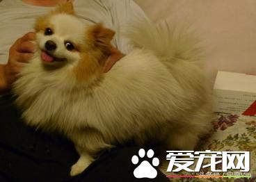 飞盘狗、侦查狗、金牌狗、撒娇狗,一群有意思的狗!