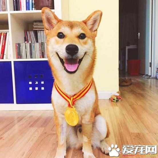 飞盘狗、侦查狗、金牌狗、撒娇狗,一群有意思的狗!