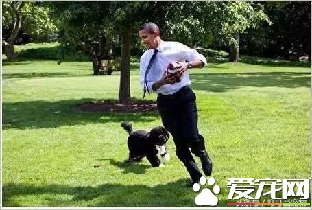 养狗成风尚，来看看美国“皇家御狗”风采