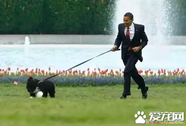 养狗成风尚，来看看美国“皇家御狗”风采