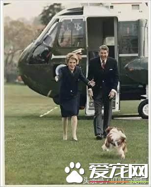 养狗成风尚，来看看美国“皇家御狗”风采