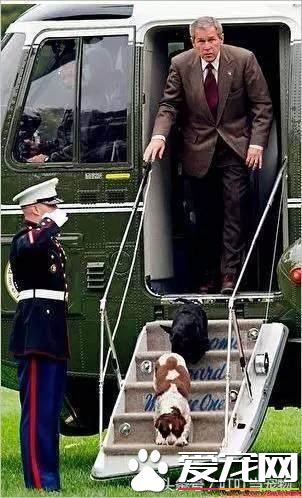 养狗成风尚，来看看美国“皇家御狗”风采