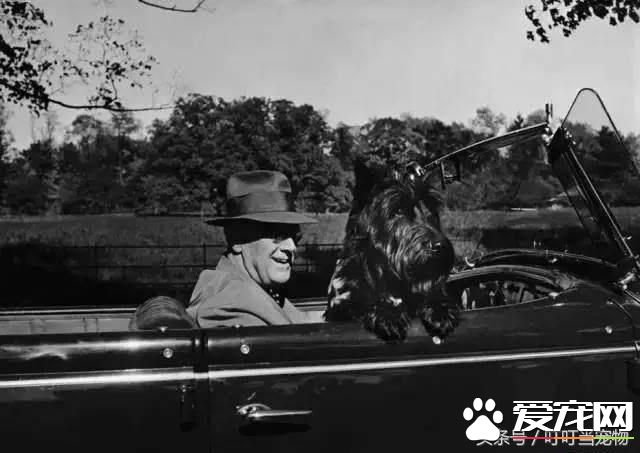 养狗成风尚，来看看美国“皇家御狗”风采