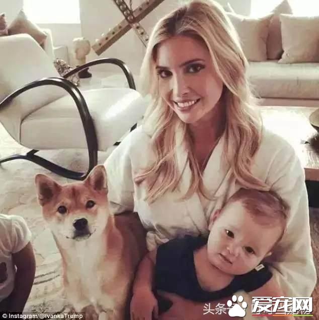 养狗成风尚，来看看美国“皇家御狗”风采