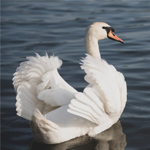 天鹅图片