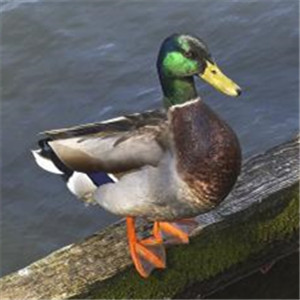 绿头鸭图片
