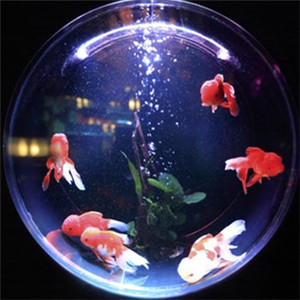 狮子头金鱼图片