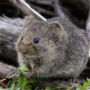 鼹鼠图片