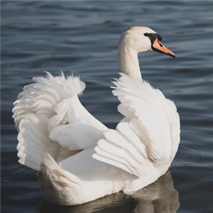 白天鹅图片