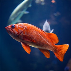 龙睛金鱼图片