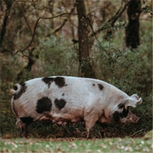 獾猪图片