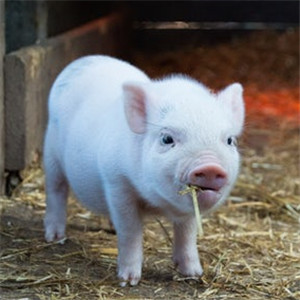 家猪图片
